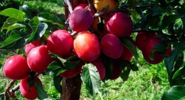 Popis odrůdy obecné švestky, pěstování a péče o strom